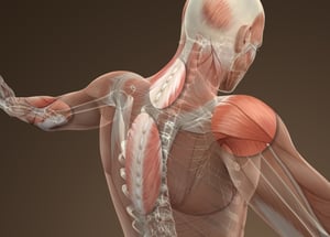 Langfristiger Praxiserfolg mit Stosswellentherapie – Organisation und Wachstum 